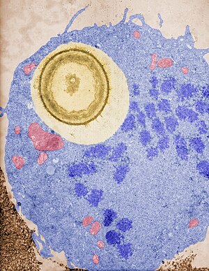 Macrophages undergo mitosis after ingesting a fungal cell