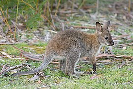 Macropus rufogriseus rufogriseus Juvenile 2