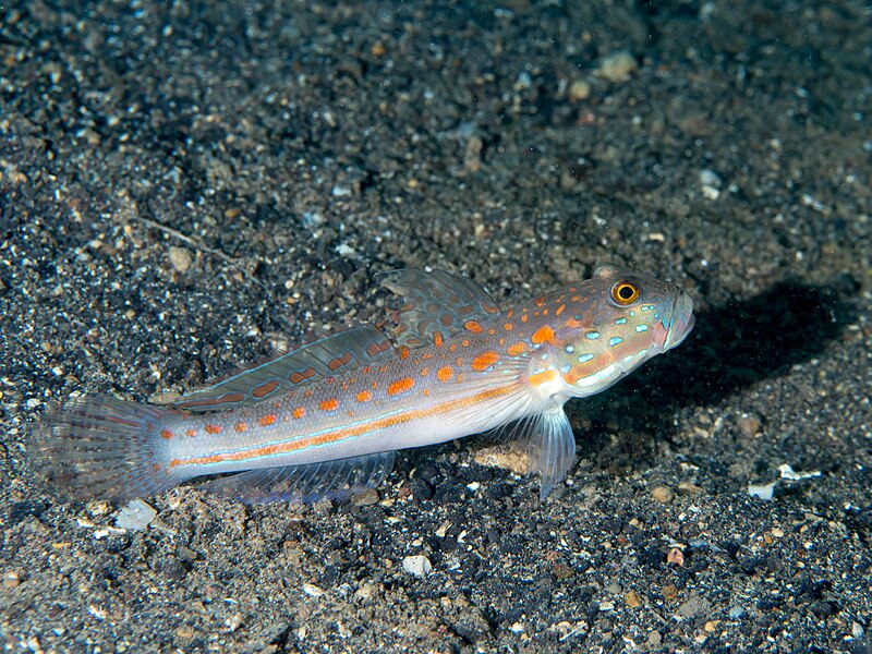 File:Maiden goby (Valenciennea puellaris) (38847422130).jpg