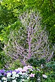 English: A sculpture (tree of dreams) of the exhibition 'bewitches and enchanted' at Mainau in 2013. Deutsch: Eine Skulptur (Traumbaum) der Ausstellung 'verwunschen und verzaubert' auf Mainau 2013.