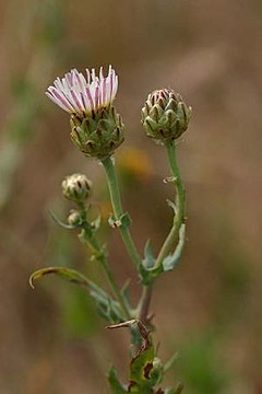 Description de l'image Malacothrixcoulteri.jpg.