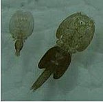 Male female sea lice.jpg