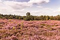 Bloeiende heide (Mandefjild natuurgebied bij Bakkeveen).