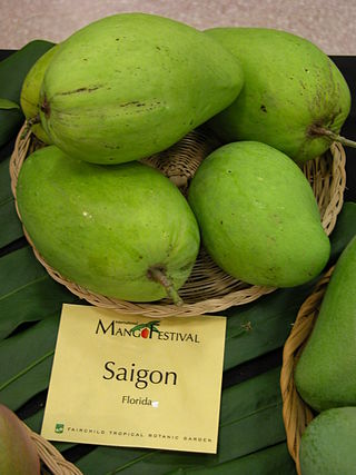 <span class="mw-page-title-main">Saigon (mango)</span> Mango cultivar