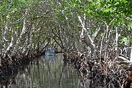 Hutan bakau di Roatan Honduras.jpg