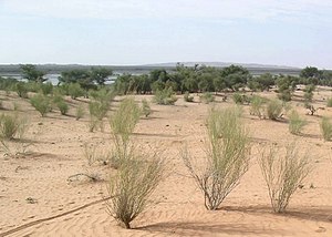 Landschaftsfoto, im Vordergrund kleine, blattlose, grüne Sträucher, locker auf Sandboden verteilt, im Hintergrund eine flache, von Bäumen umstandene Seelandschaft.