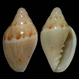 Marginella gloriosa