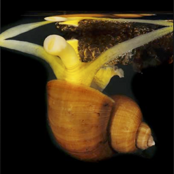 Marine snail Recluzia sp.png