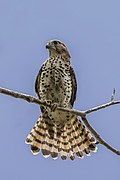 Falco punctatus (Mauritius kestrel) showing tail feathers