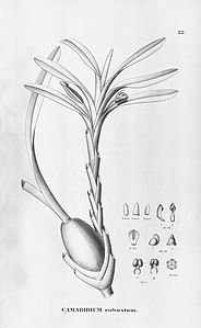 plate 22 Maxillariella robusta (as syn. Camaridium robustum)