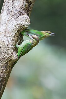 <span class="mw-page-title-main">Green-eared barbet</span> Species of bird