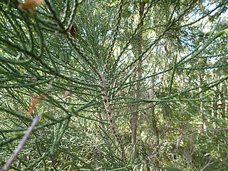 <i>Melaleuca foliolosa</i> Species of flowering plant