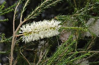 <i>Melaleuca hamulosa</i> Species of shrub