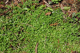 <i>Mentha requienii</i> Species of flowering plant