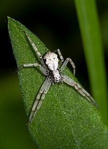 Logam Kepiting laba-Laba (Philodromus marxi).jpg