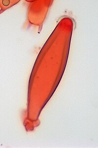 Metuloid-type cystidium of Inocybe, stained with Congo red Metuloid.jpg