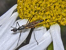 Micropezidae - Micropeza corrigiolata (wanita) (1).JPG