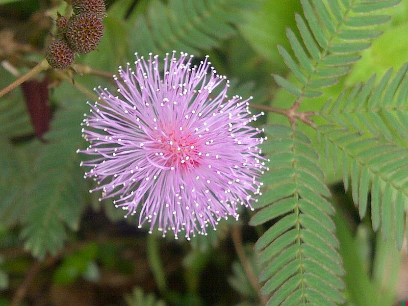 File:Mimosa pudica - Kerala 1.jpg