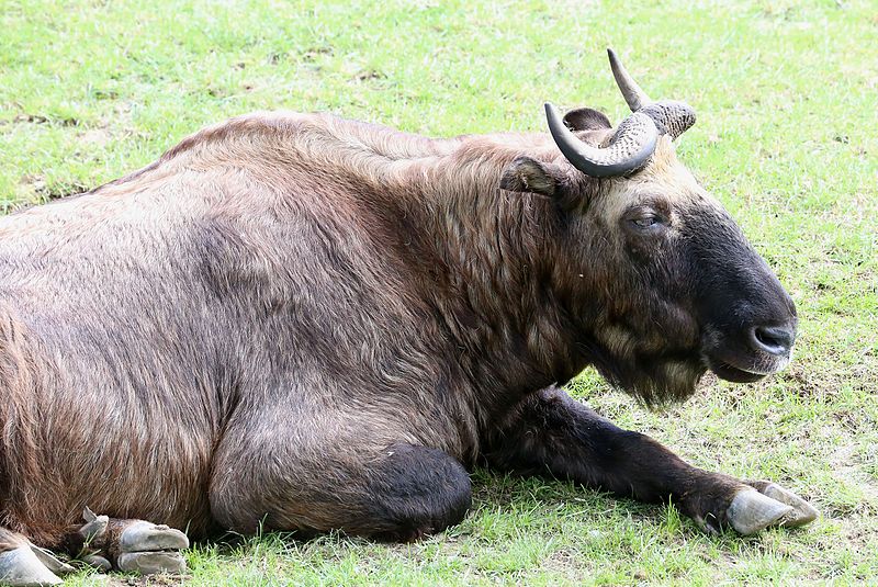 Fichier:Mishmi-Takin Budorcas taxicolor taxicolor Zoo Augsburg-07.jpg