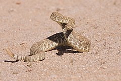 Mojave Green Rattlesnake (5578631214).jpg