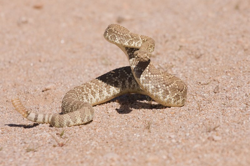 File:Mojave Green Rattlesnake (5578631214).jpg