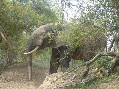 An Elephant at Ghana's Mole National Park
