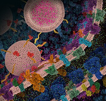 Few spherical pre-synaptic vesicles that carry the neurotransmitter glutamate Maria Voigt and PDB-101 3.44, SD 3.71