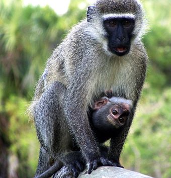 Vervet monkeys use at least four distinct alarm calls for different predators.[170]