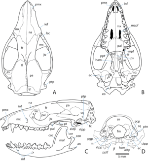 Guiana shrew pouch rat skull