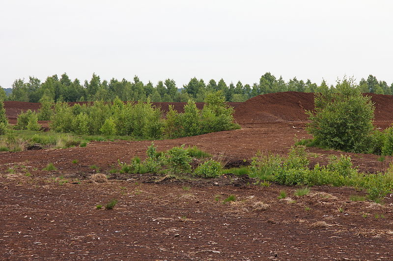 File:Moorbrache Totes Moor (Neustadt am Rübenberge) IMG 7743.jpg