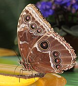 Morpho sp.