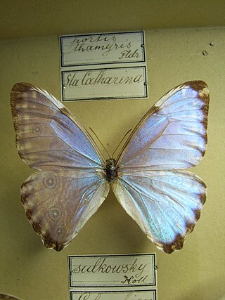 <i>Morpho portis</i> Species of butterfly