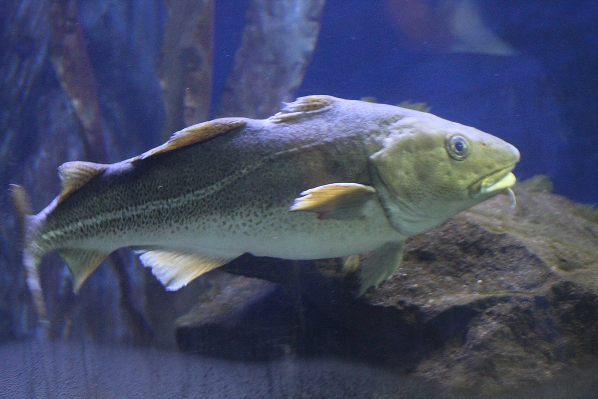 Espèces de poissons préférées à pêcher