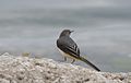 * Nomination: Grey Wagtail (Motacilla cinerea). Adana, Turkey. --Zcebeci 14:42, 30 October 2016 (UTC) * Review  Comment I think it is a bit too excessively downsized --A.Savin 02:25, 31 October 2016 (UTC)