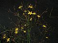 Mycelis muralis, Wall Lettuce - Jänönsalaatti Kerava, Finland