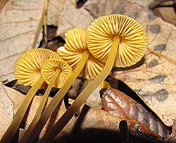 Mycena aurantiomarginata 34030.jpg