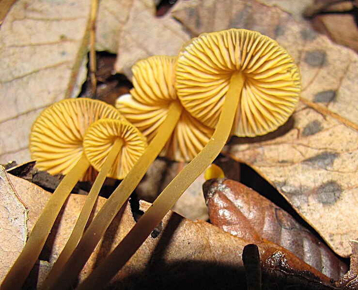 File:Mycena aurantiomarginata 34030.jpg