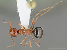 Myrmecocystus kennedyi casent0005412 dorsal 1.jpg