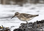 Miniatura para Calidris falcinellus