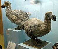 Life cycle of the mysterious and long-dead dodo revealed by bone