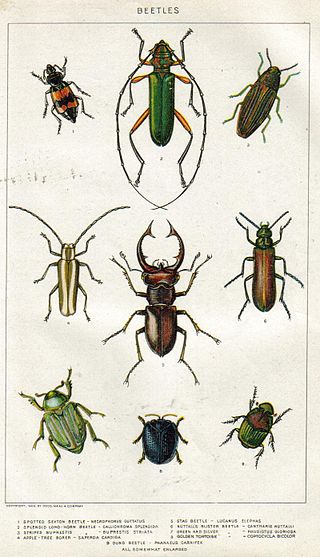 <i>Buprestis striata</i> Species of beetle