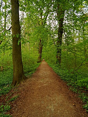 Weg im Naturschutzgebiet Kühkopf-Knoblochsaue