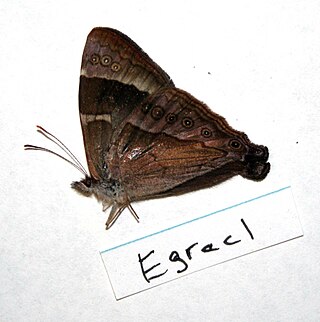 <i>Erycinidia</i> Genus of butterflies