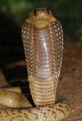 Naja tripudians, Print, Naja is a genus of venomous elapid snakes known as  cobras. Several other genera include species commonly called cobras (for  example the ring-necked spitting cobra and the king cobra)