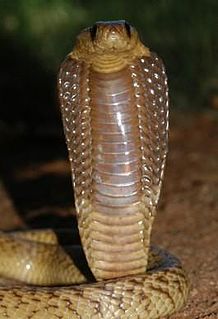 <span class="mw-page-title-main">Cape cobra</span> Species of snake