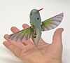 Nano Hummingbird.jpg