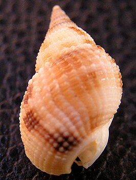 Nassarius candens