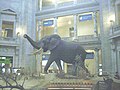 Слон під музейною ротондою