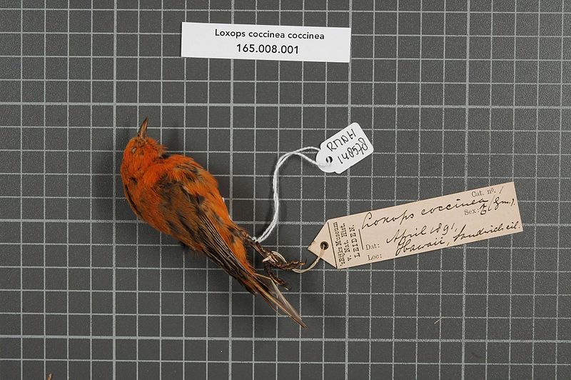 File:Naturalis Biodiversity Center - RMNH.AVES.148578 1 - Loxops coccinea coccinea (Gmelin, 1789) - Drepanididae - bird skin specimen.jpeg