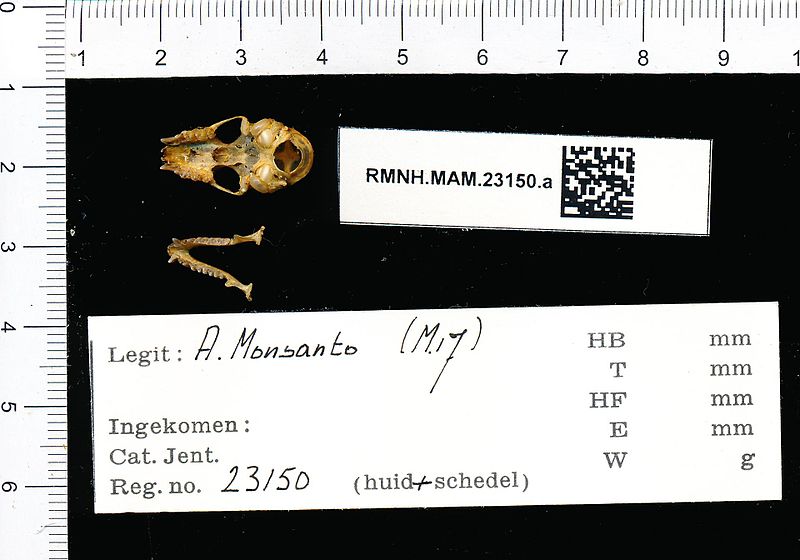 File:Naturalis Biodiversity Center - RMNH.MAM.23150.a pal - Hipposideros cervinus - skull.jpeg